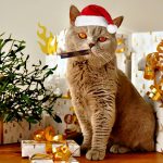 chat-fumeur