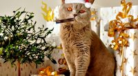 chat-fumeur