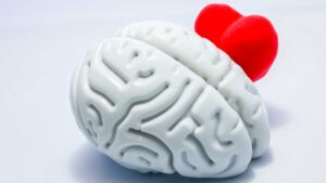 Cerveau et cœur à côté