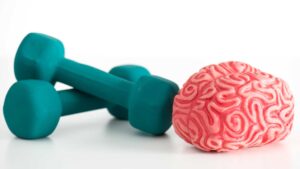 Cerveau et altères de sport