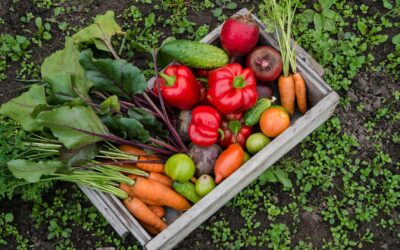 Les conseils pour cultiver un potager ou un jardin aromatique pour se reconnecter à la nature