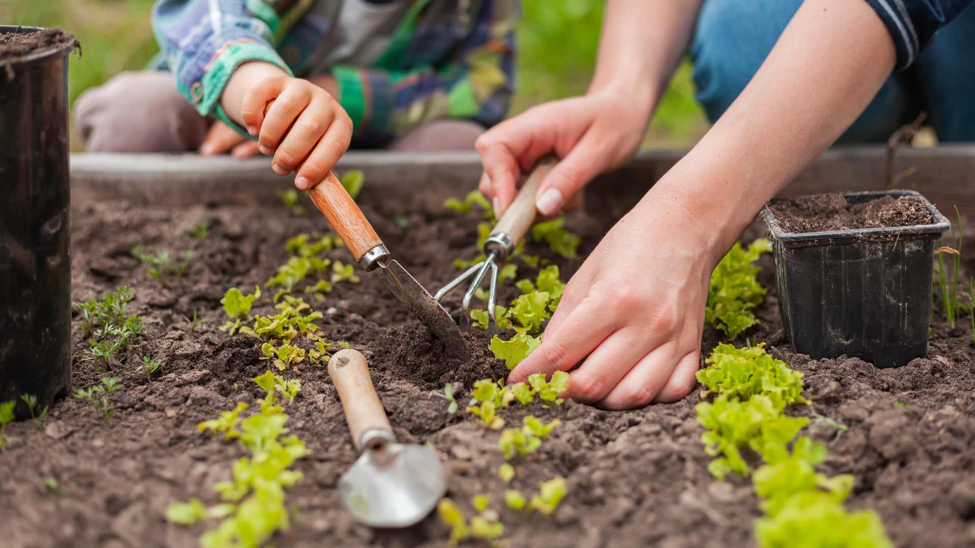 Potager bio